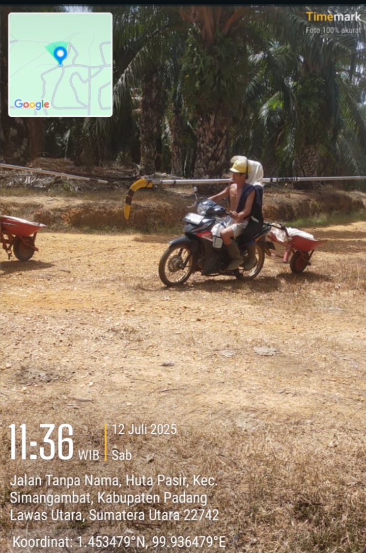 Panen TBS di Lahan Kawasan Hutan