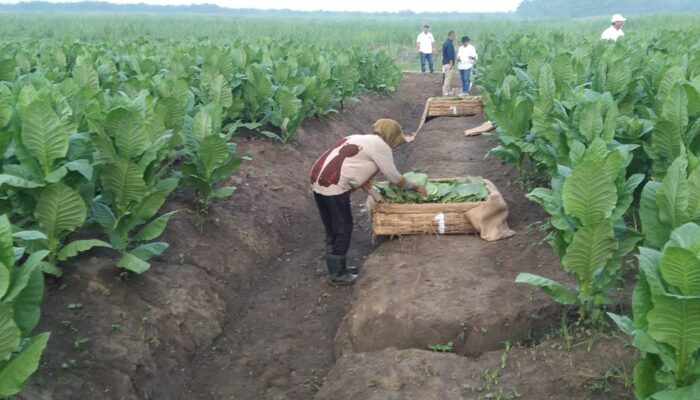 PTPN Siapkan 500 Hektare Lahan untuk Bangkitkan Kembali Kejayaan Tembakau Deli