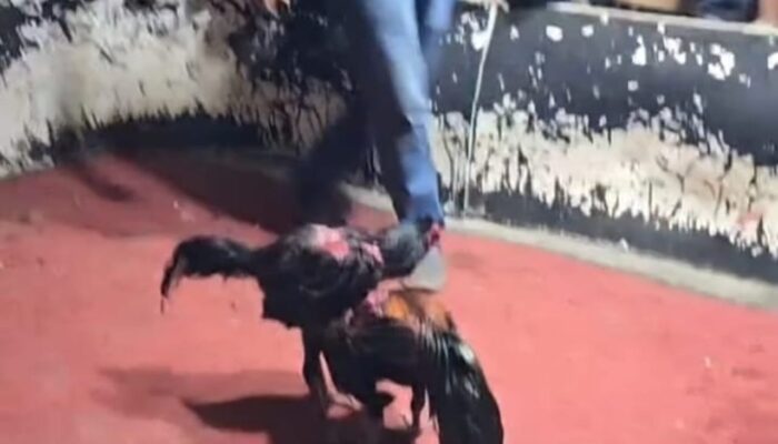 Warga Desak Kapolres Deliserdang Tutup Lapak Judi Sabung Ayam di Tanah Mujur