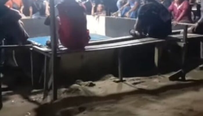 Aparat Bungkam, Judi Sabung Ayam Makin Bebas: Warga Desak Kapolrestabes Medan Bertindak
