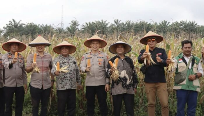 Pemko Binjai Ikuti Panen Raya Jagung Serentak Nasional Kuartal IV 2025