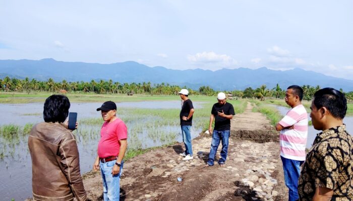 Tanggul Aek Muara Sada Jebol, 830 Hektare Sawah di Siabu Terendam; Korwasis Desak Pemkab Madina Tetapkan Status Tanggap Darurat