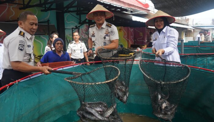 Panen Raya Lele dan Hidroponik, Lapas Kelas I Medan Hasilkan Ratusan Kilogram Produk Pembinaan WBP