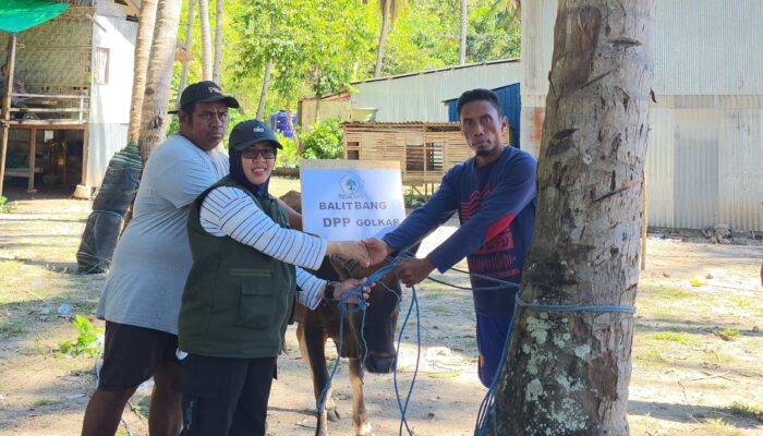 Balitbang DPP Partai Golkar Salurkan Hewan Qurban di Pulau Longos, Warga Desa Terpencil NTT Sambut Haru
