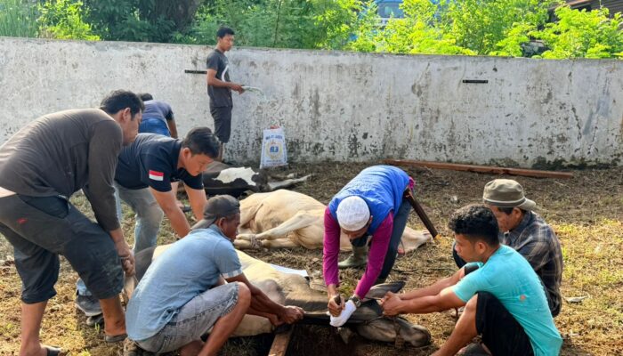 Penuh Kebersamaan, Kanwil BPN Sumut Sembelih 11 Ekor Hewan Kurban dan Salurkan ke Masyarakat
