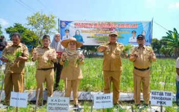 Panen Bawang Merah di Beringin, Pemkab Deli Serdang Perkuat Jaminan Pasar bagi Petani