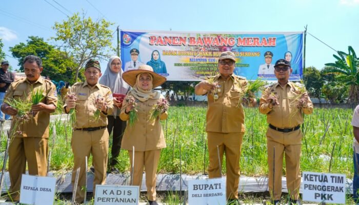Panen Bawang Merah di Beringin, Pemkab Deli Serdang Perkuat Jaminan Pasar bagi Petani