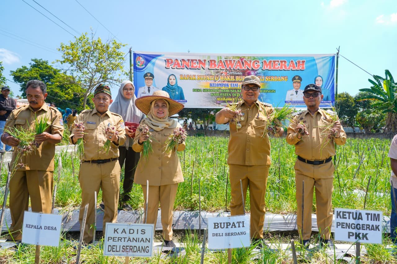 Panen Bawang Merah di Beringin