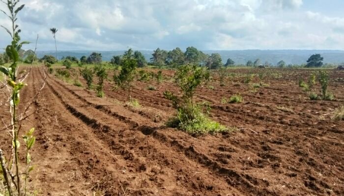 Alas Hak Tanah Pangguruan Diklaim Lengkap, Jamilun Sihotang Tegaskan Kepemilikan Berdasar Putusan PN, SHM dan Akta Notaris