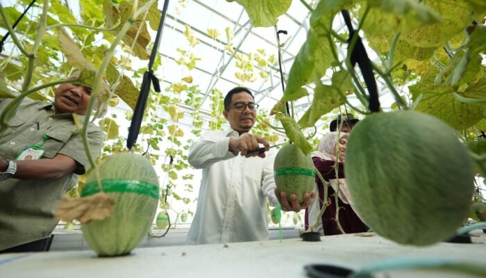 Panen Perdana Melon Hidroponik, UMSU Kembangkan Greenhouse untuk Riset dan Kewirausahaan Mahasiswa