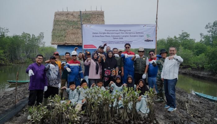 Peringati Hari Mangrove Sedunia, Pertamina EP Pangkalan Susu Tanam 2.500 Bibit Bakau