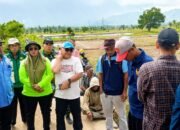 Serangan Hama Tikus