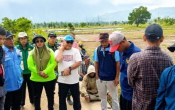 Serangan Hama Tikus