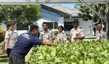 Lapas Sibolga Panen 65 Kg Pakcoy, Wujudkan Pembinaan Kemandirian Berbasis Ketahanan Pangan