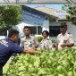 Lapas Sibolga Panen Pakcoy