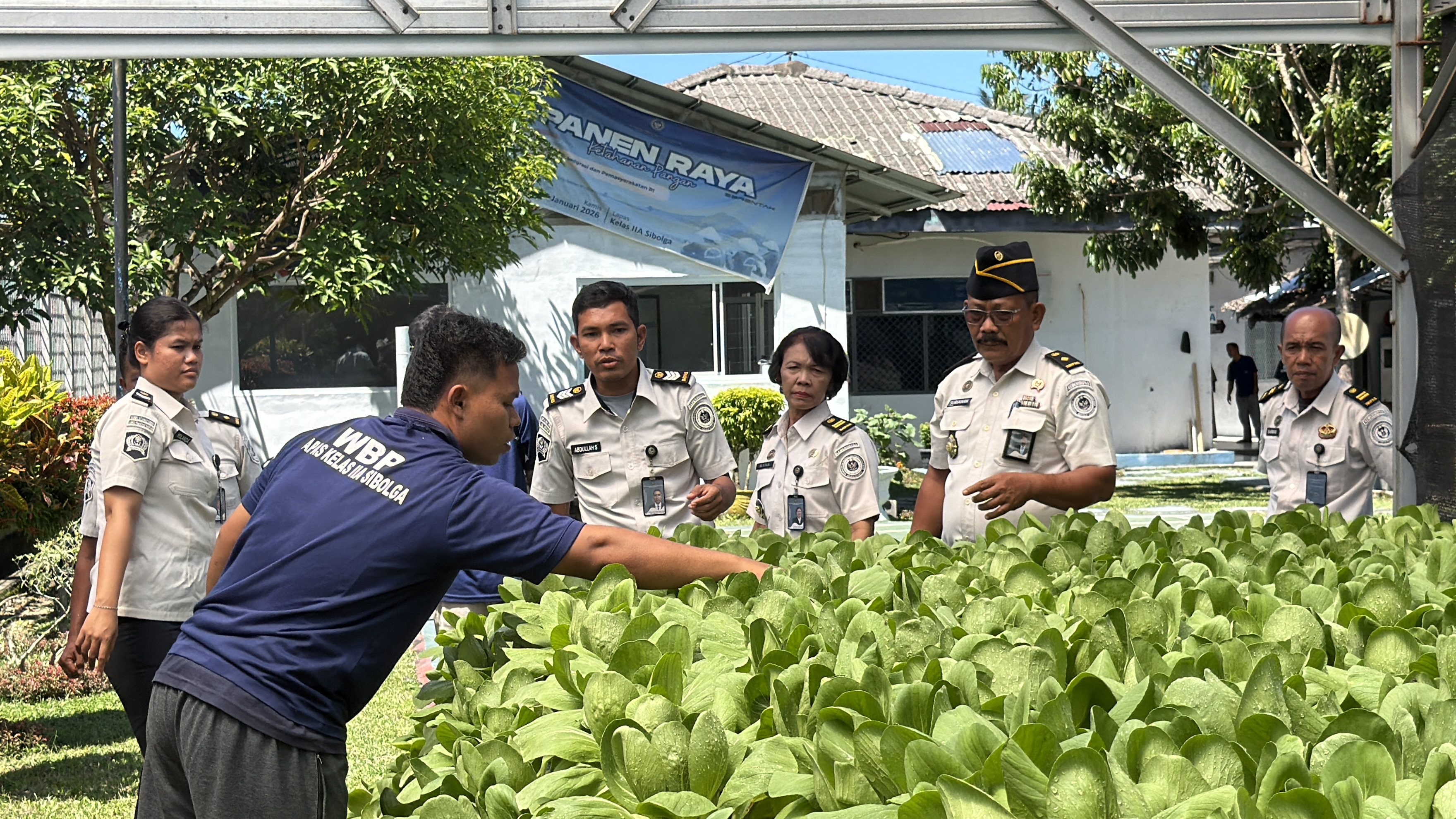 Lapas Sibolga Panen 65 Kg Pakcoy, Wujudkan Pembinaan Kemandirian Berbasis Ketahanan Pangan