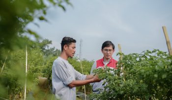 Pulih Pasca-Banjir, Kelompok Tani Pertamina EP Rantau Panen Cabai Bersama Wakil Bupati Aceh Tamiang
